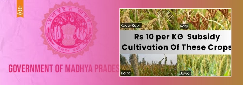 Government Incentive: ₹10 per Kg Subsidy for Millet Cultivation in Madhya Pradesh