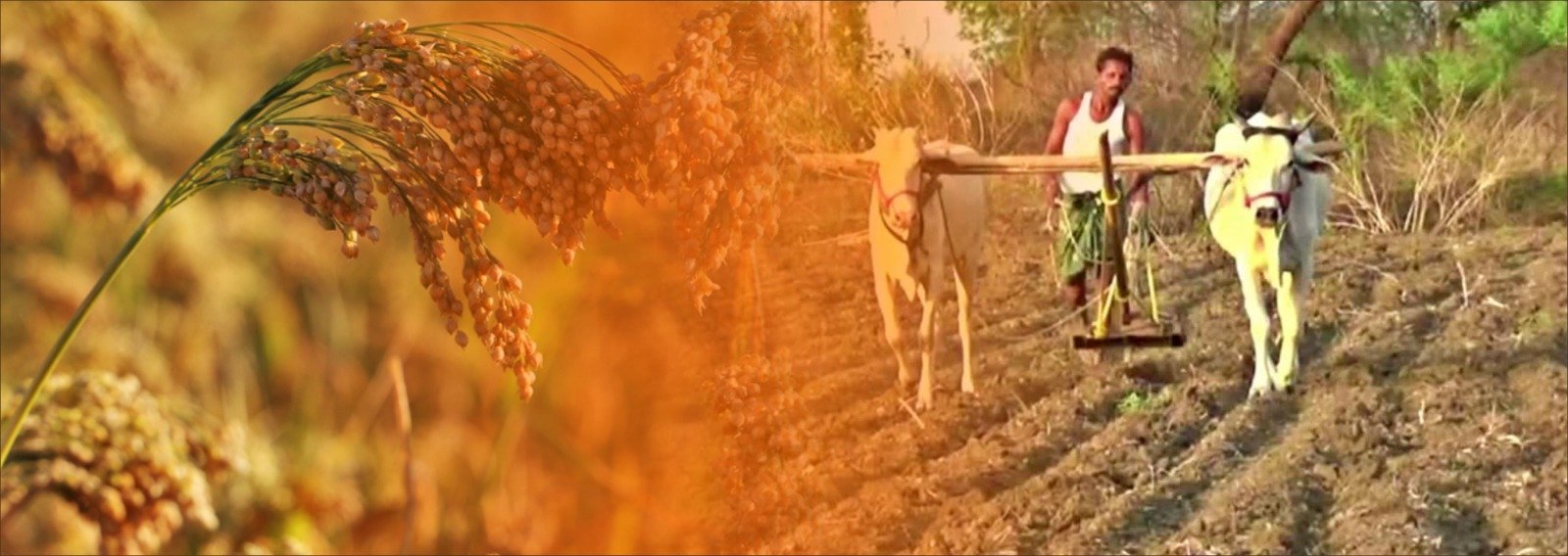 Policy Recommendation: ICRIER Calls for Rs 35,000 per Hectare to Promote Crop Diversification