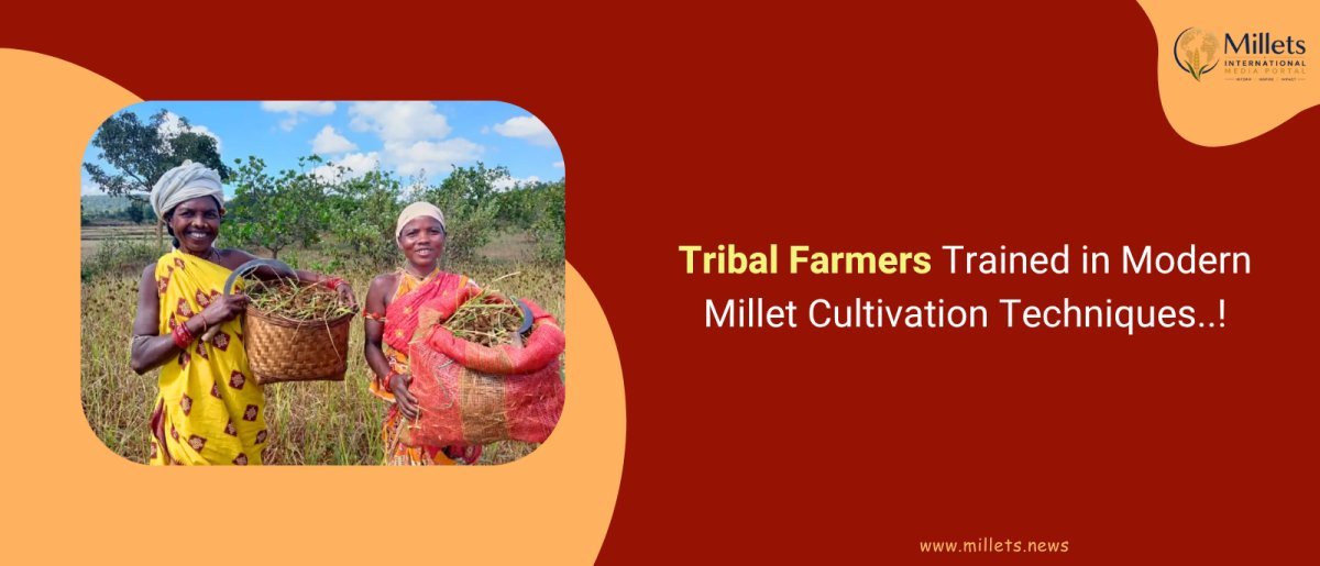 Tribal Farmers Trained in Modern Millet Cultivation Techniques