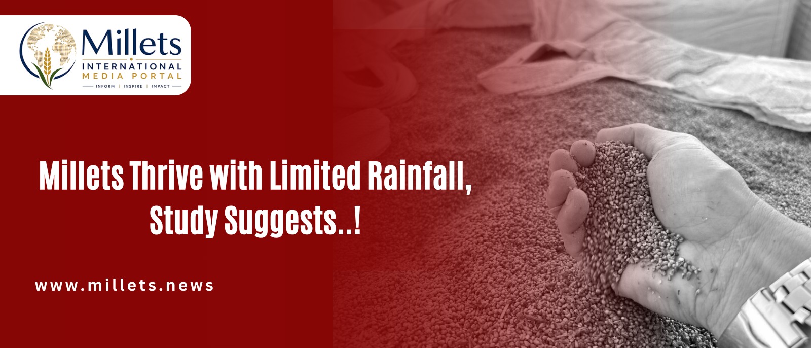 Millets Thrive with Limited Rainfall, Study Suggests