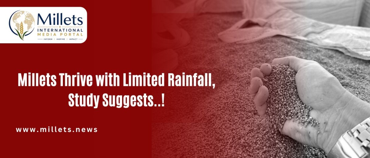 Millets Thrive with Limited Rainfall, Study Suggests