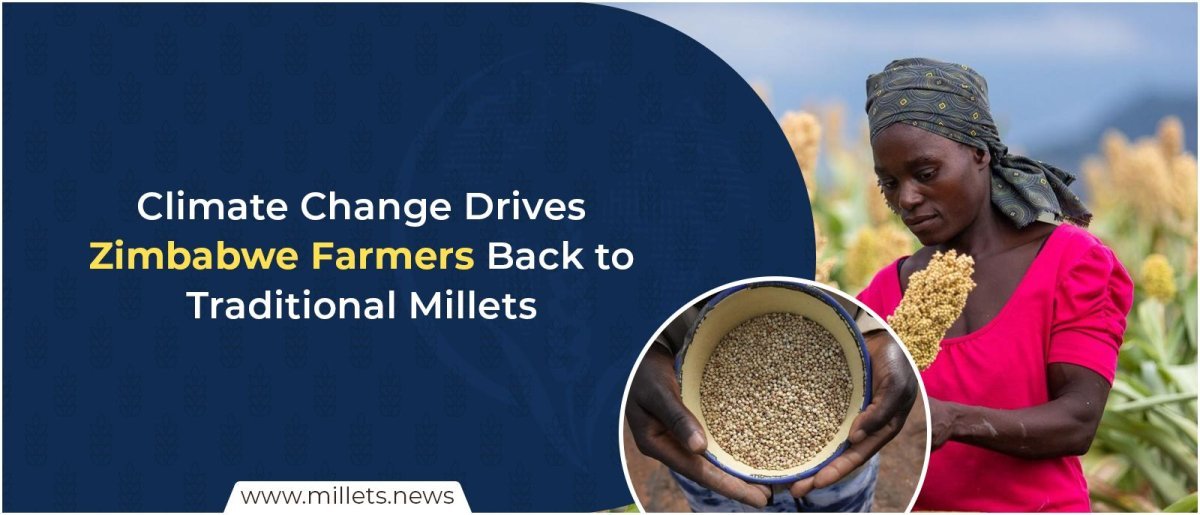 Climate Change Drives Zimbabwe Farmers Back to Traditional Millets