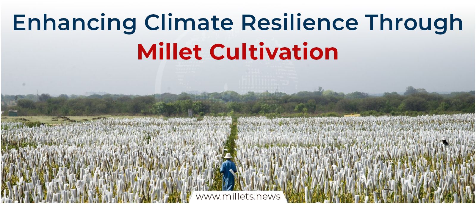 Enhancing Climate Resilience Through Millet Cultivation