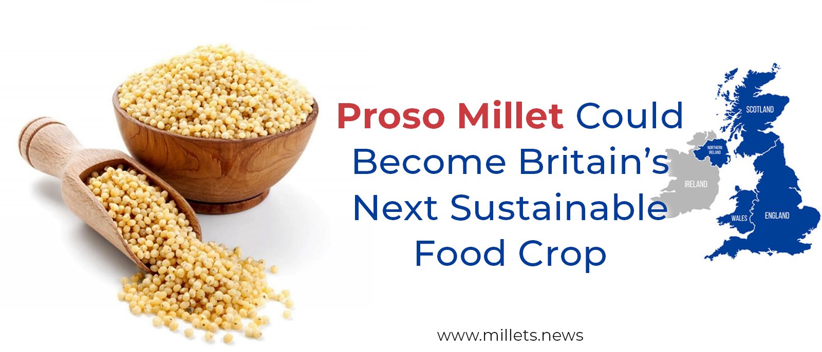 Proso Millet Could Become Britain’s Next Sustainable Food Crop
