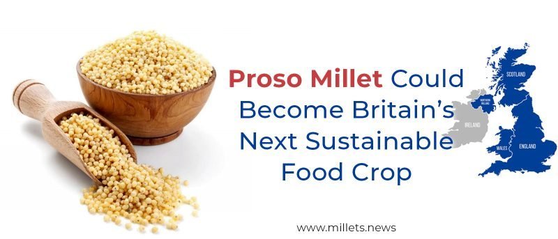 Proso Millet Could Become Britain’s Next Sustainable Food Crop