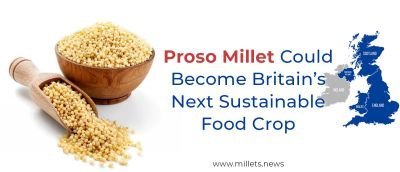 Proso Millet Could Become Britain’s Next Sustainable Food Crop