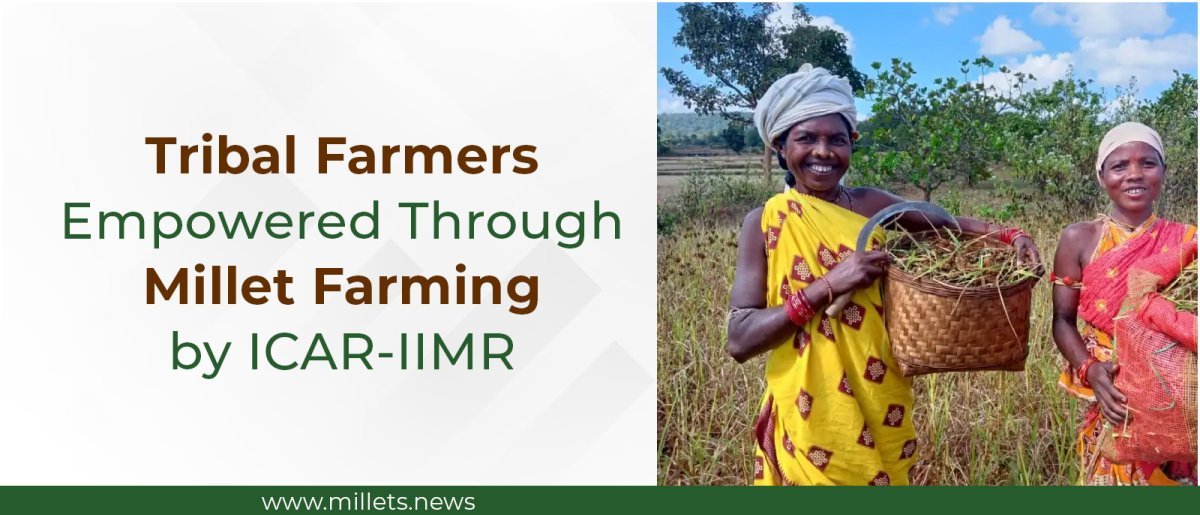Tribal Farmers Empowered Through Millet Farming by ICAR-IIMR