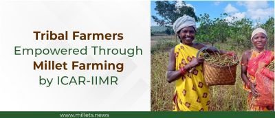 Tribal Farmers Empowered Through Millet Farming by ICAR-IIMR