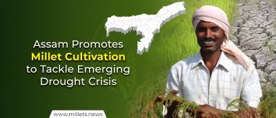 Assam Promotes Millet Cultivation to Tackle Emerging Drought Crisis
