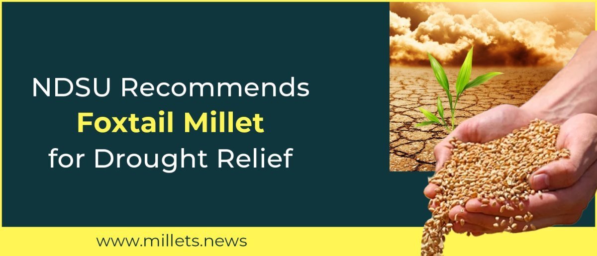 NDSU Recommends Foxtail Millet for Drought Relief