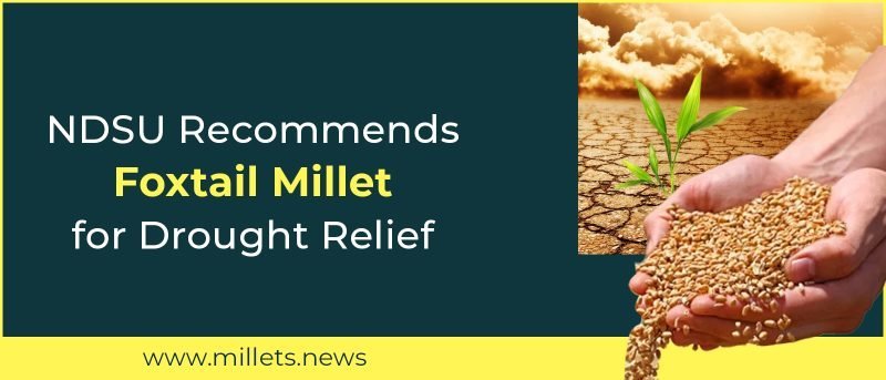 NDSU Recommends Foxtail Millet for Drought Relief
