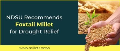 NDSU Recommends Foxtail Millet for Drought Relief