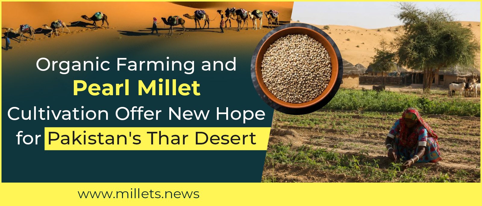 Organic Farming and Pearl Millet Cultivation Offer New Hope for Pakistan's Thar Desert