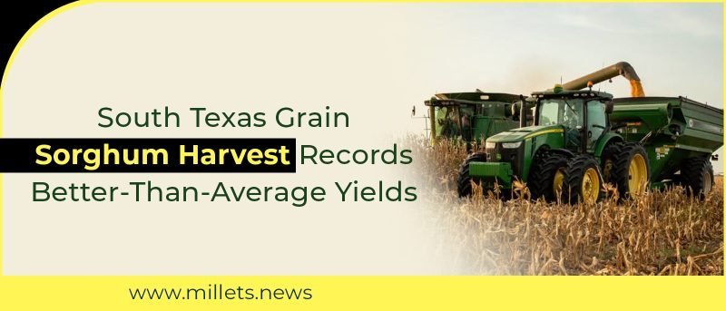 South Texas Grain Sorghum Harvest Gains Momentum After Favorable Rains