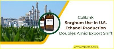 CoBank: Sorghum Use in U.S. Ethanol Production Doubles Amid Export Shift