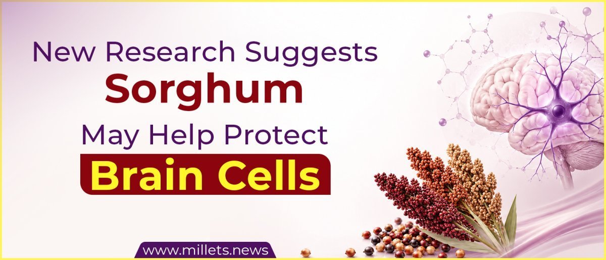 New Research Suggests Sorghum May Help Protect Brain Cells