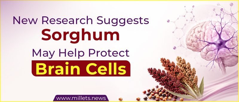 New Research Suggests Sorghum May Help Protect Brain Cells