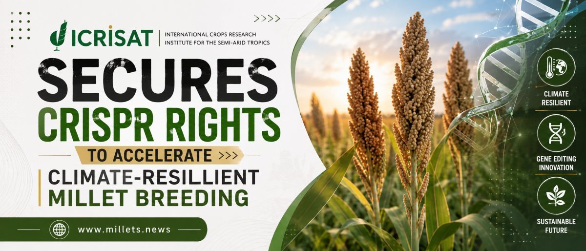 ICRISAT Secures CRISPR Rights to Accelerate Climate-Resilient Millet Breeding