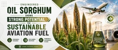 Engineered Oil Sorghum Shows Strong Potential for Sustainable Aviation Fuel