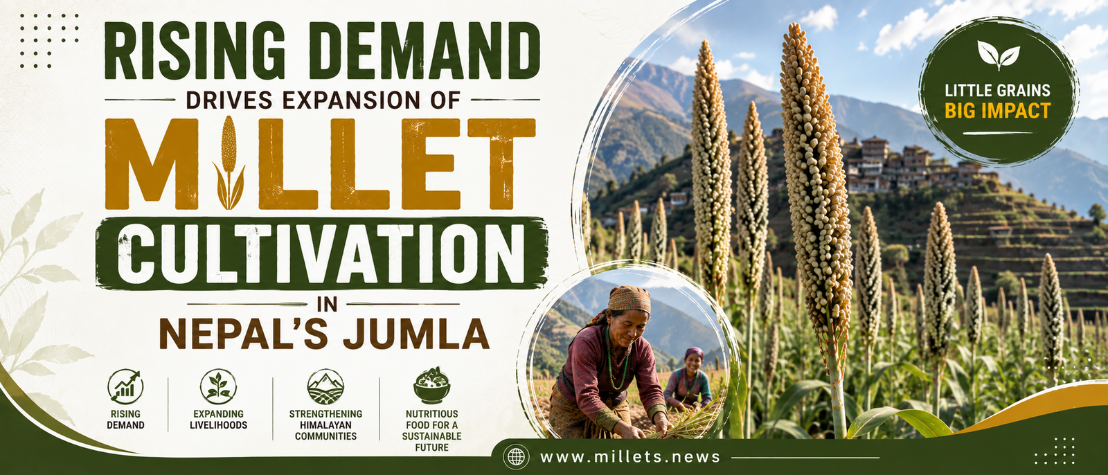 Rising Demand Drives Expansion of Millet Cultivation in Nepal's Jumla
