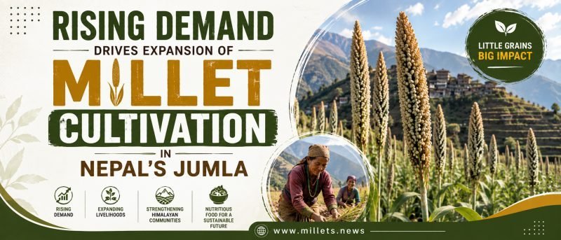 Rising Demand Drives Expansion of Millet Cultivation in Nepal's Jumla