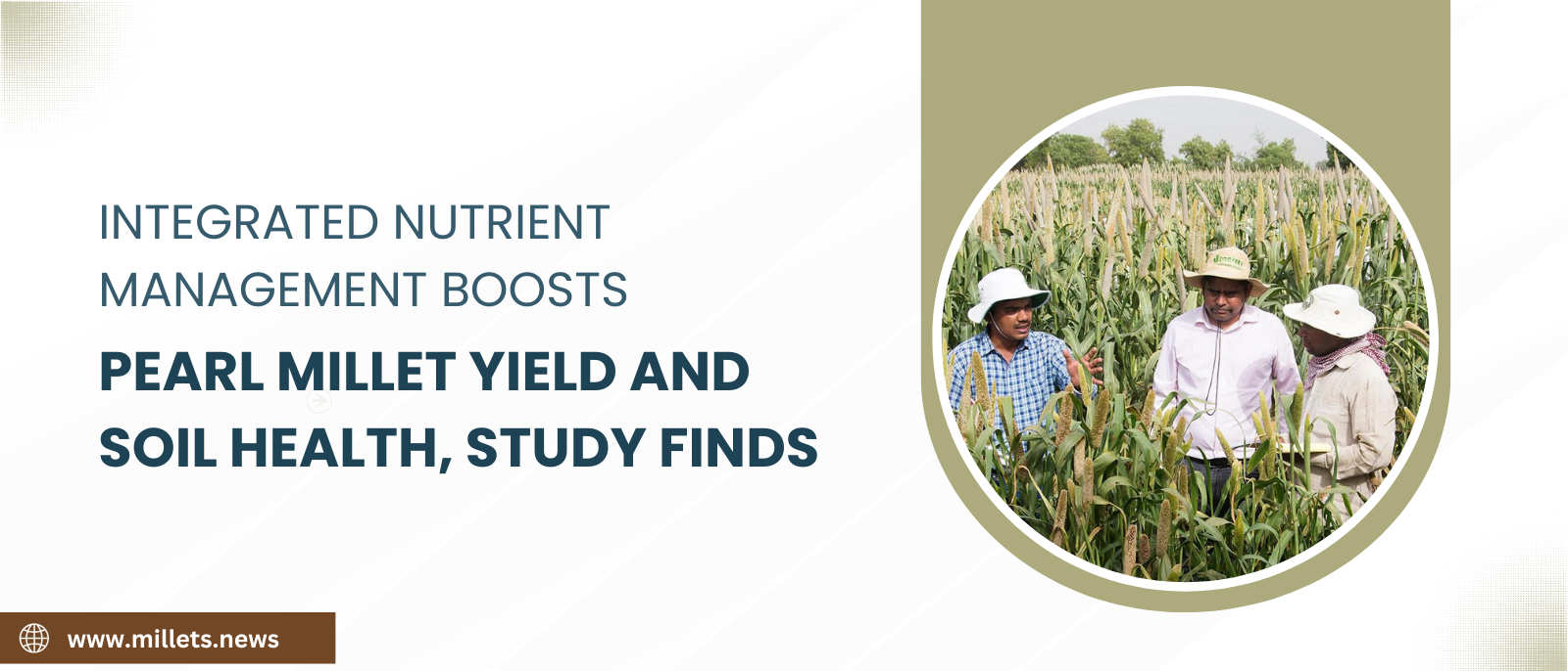 Integrated Nutrient Management Boosts Pearl Millet Yield and Soil Health, Study Finds