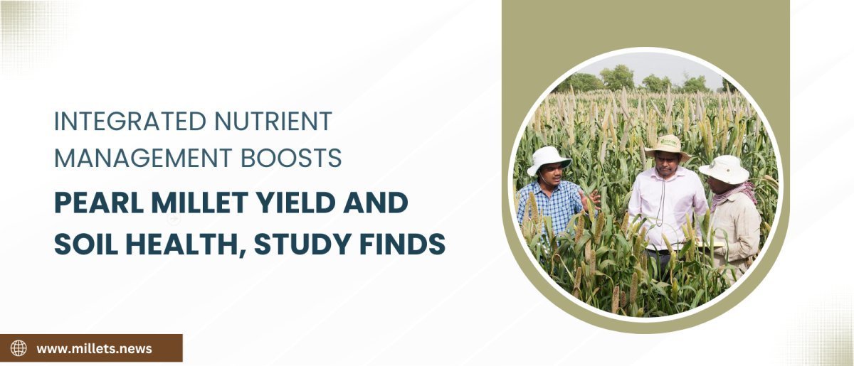 Integrated Nutrient Management Boosts Pearl Millet Yield and Soil Health, Study Finds