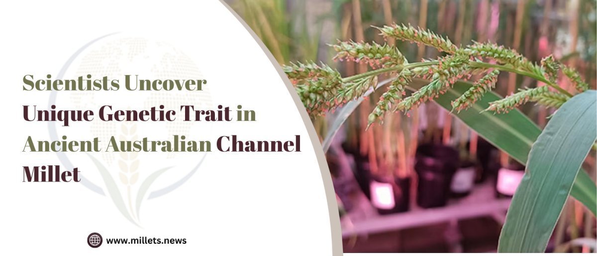 Scientists Uncover Unique Genetic Trait in Ancient Australian Channel Millet