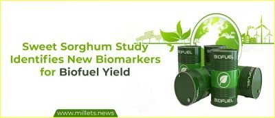 Sweet Sorghum Study Identifies New Biomarkers for Biofuel Yield