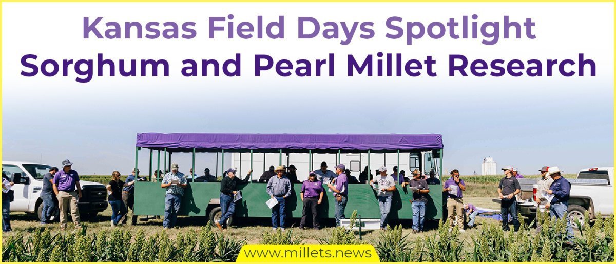 Kansas Field Days Spotlight Sorghum and Pearl Millet Research