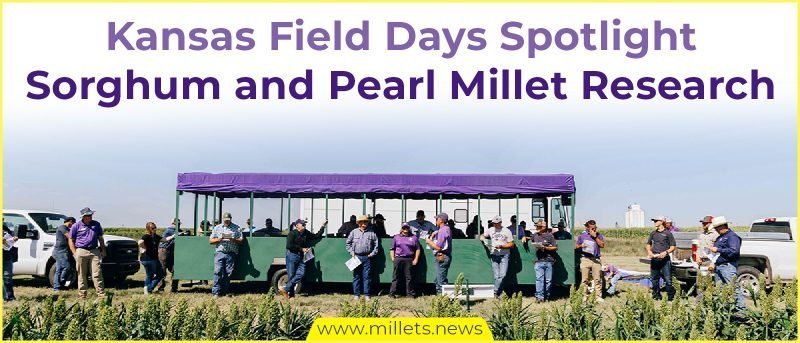 Kansas Field Days Spotlight Sorghum and Pearl Millet Research