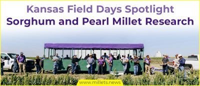 Kansas Field Days Spotlight Sorghum and Pearl Millet Research
