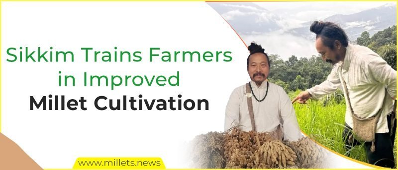 Sikkim Trains Farmers in Improved Millet Cultivation