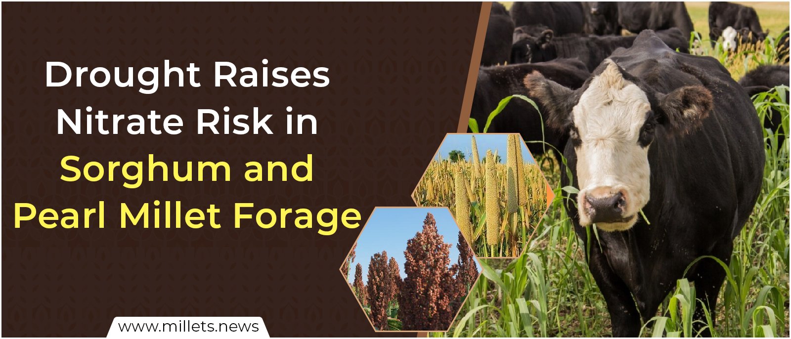 Drought Raises Nitrate Risk in Sorghum and Pearl Millet Forage