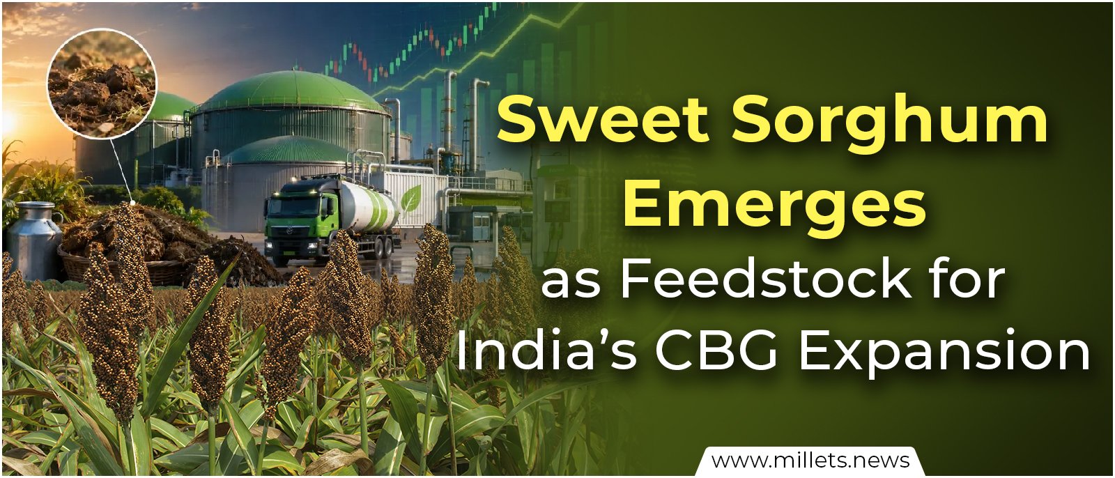 Sweet Sorghum Emerges as Feedstock for India’s CBG Expansion