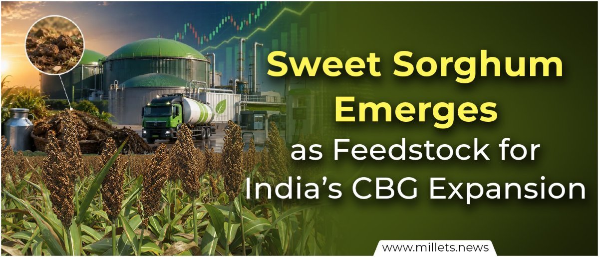Sweet Sorghum Emerges as Feedstock for India’s CBG Expansion