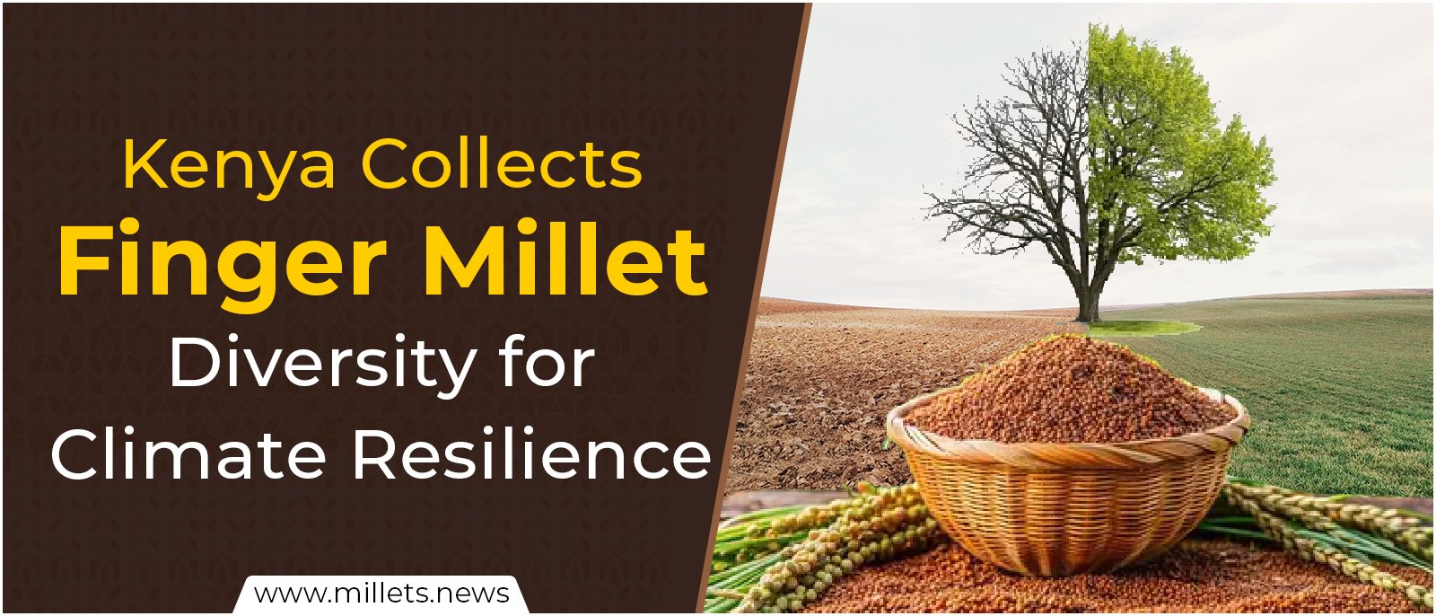 Kenya Collects Finger Millet Diversity for Climate Resilience