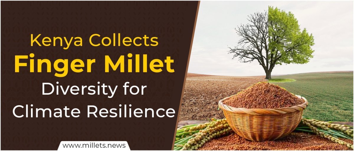 Kenya Collects Finger Millet Diversity for Climate Resilience