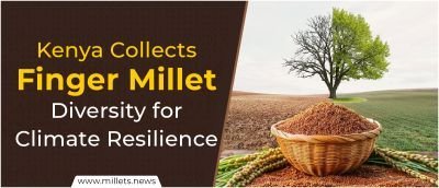 Kenya Collects Finger Millet Diversity for Climate Resilience