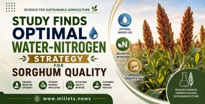 Study Finds Optimal Water-Nitrogen Strategy for Sorghum Quality