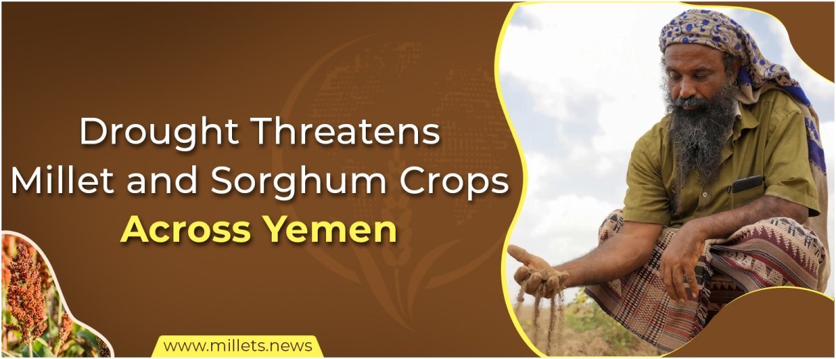 Drought Threatens Millet and Sorghum Crops Across Yemen