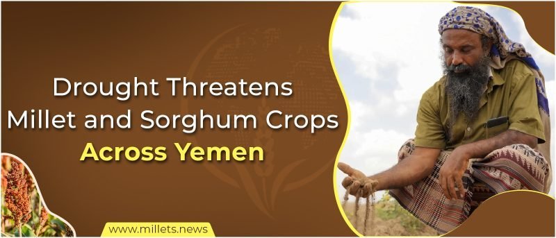 Drought Threatens Millet and Sorghum Crops Across Yemen