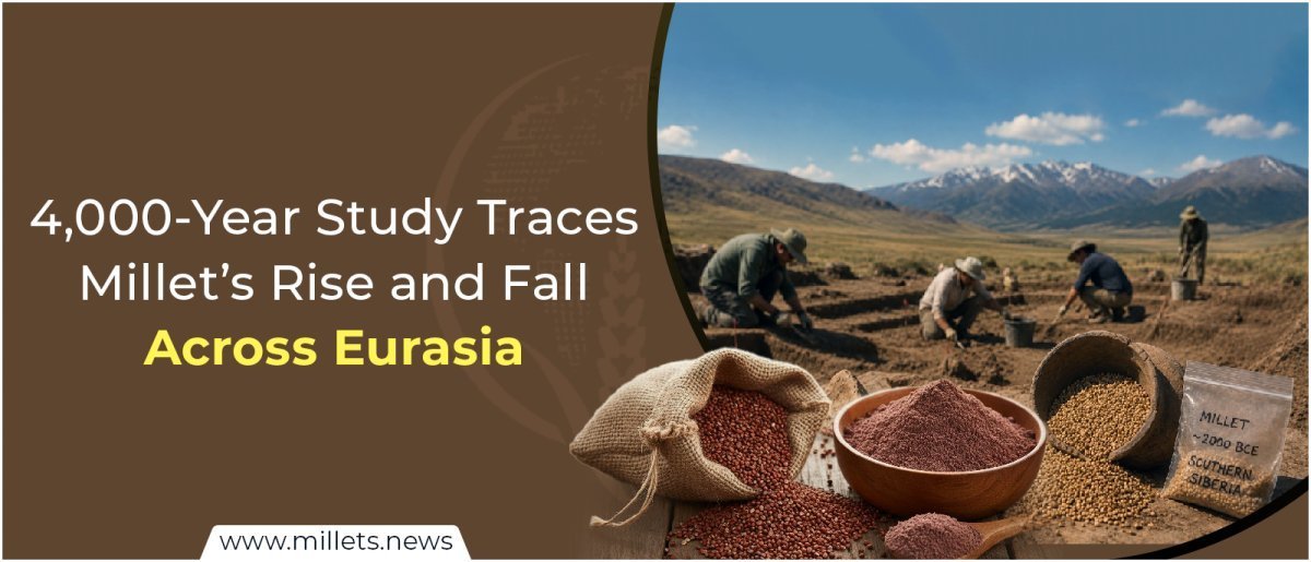 4,000-Year Study Traces Millet’s Rise and Fall Across Eurasia