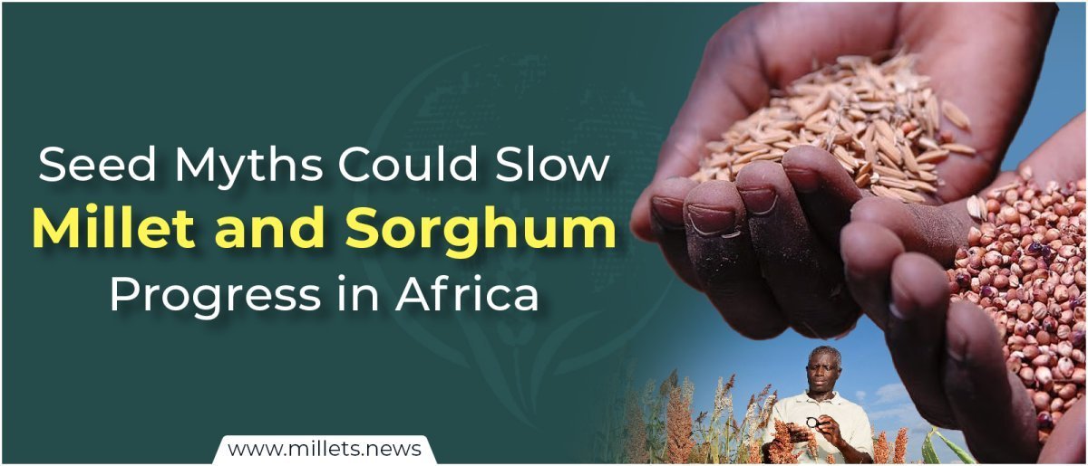 Seed Myths Could Slow Millet and Sorghum Progress in Africa