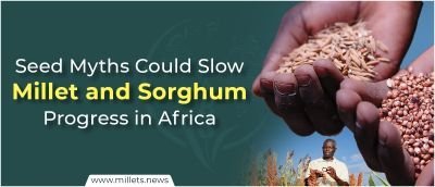 Seed Myths Could Slow Millet and Sorghum Progress in Africa