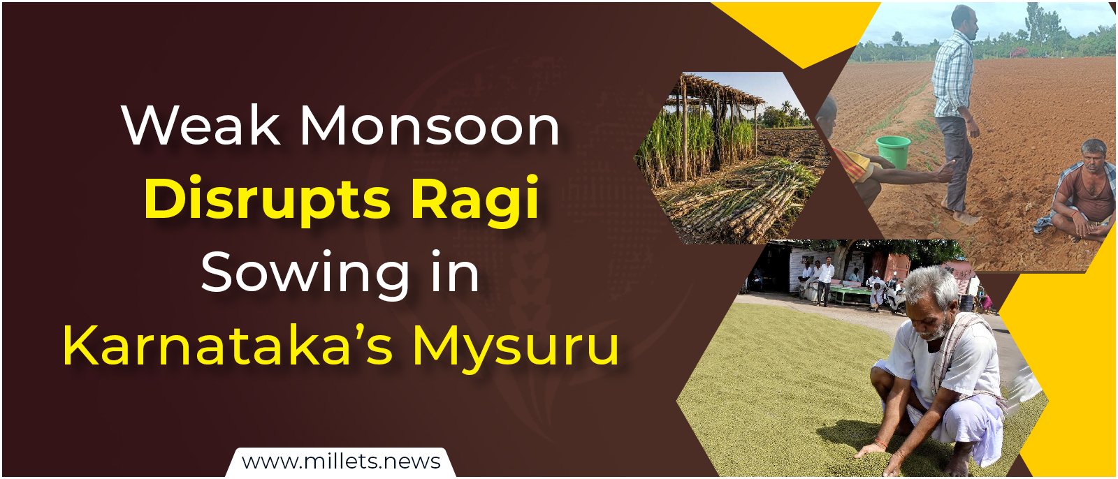 Weak Monsoon Disrupts Ragi Sowing in Karnataka’s Mysuru