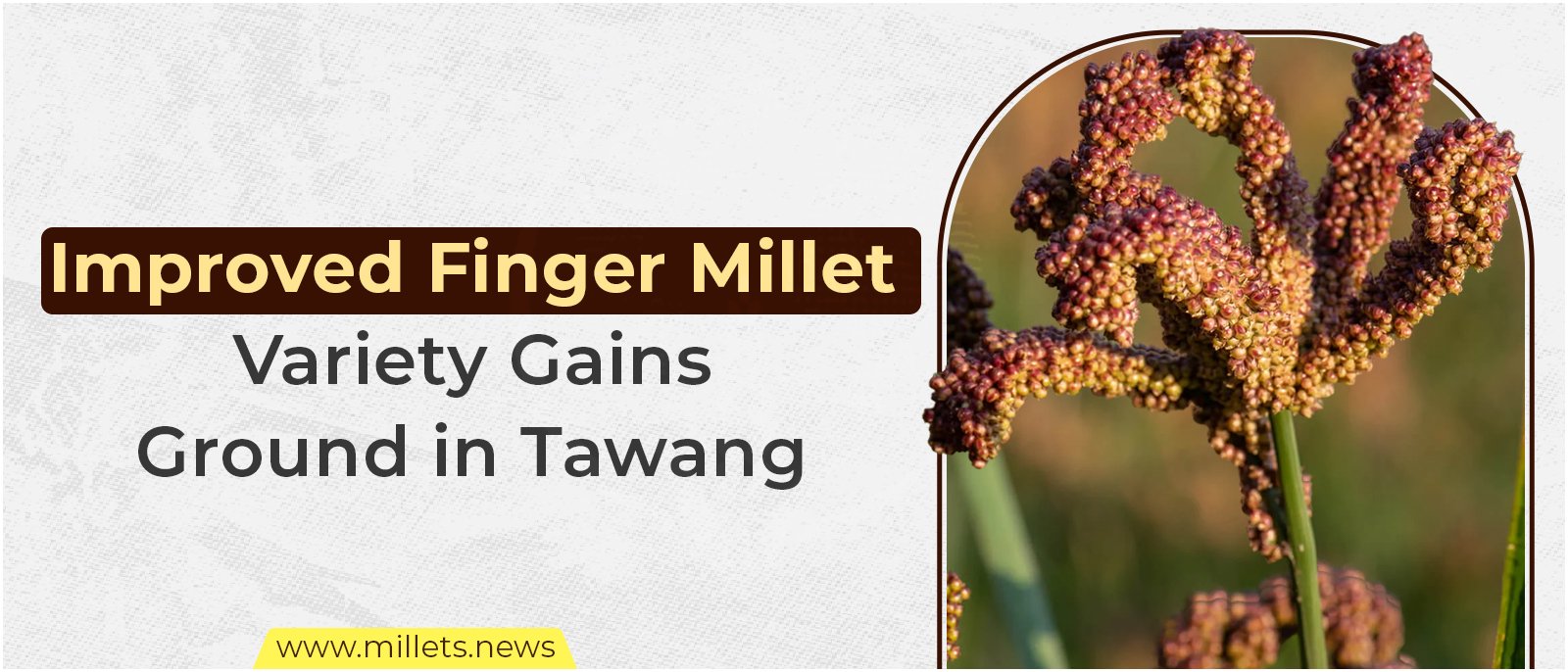 Improved Finger Millet Variety Gains Ground in Tawang