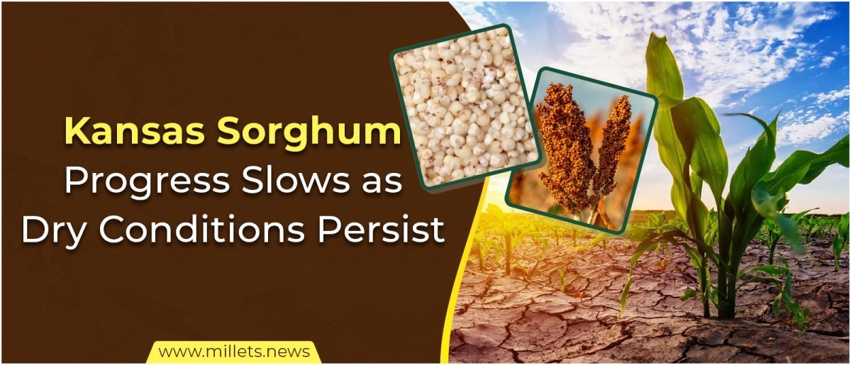 Kansas Sorghum Progress Slows as Dry Conditions Persist