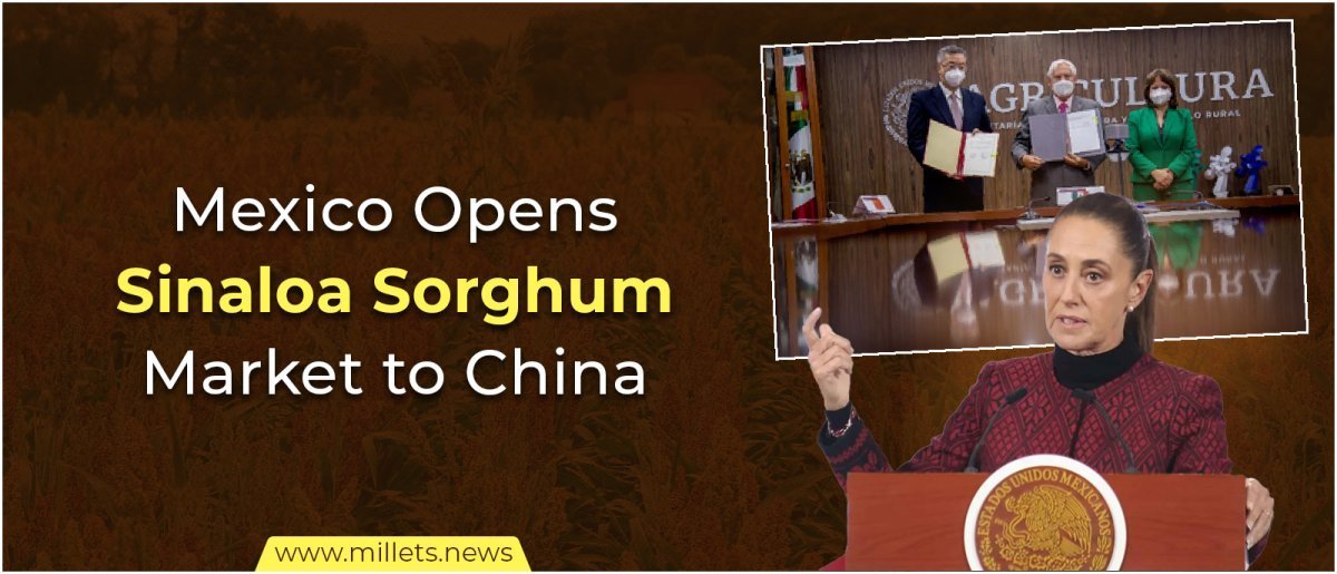 Mexico Opens Sinaloa Sorghum Market to China
