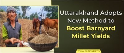 Uttarakhand Adopts New Method to Boost Barnyard Millet Yields